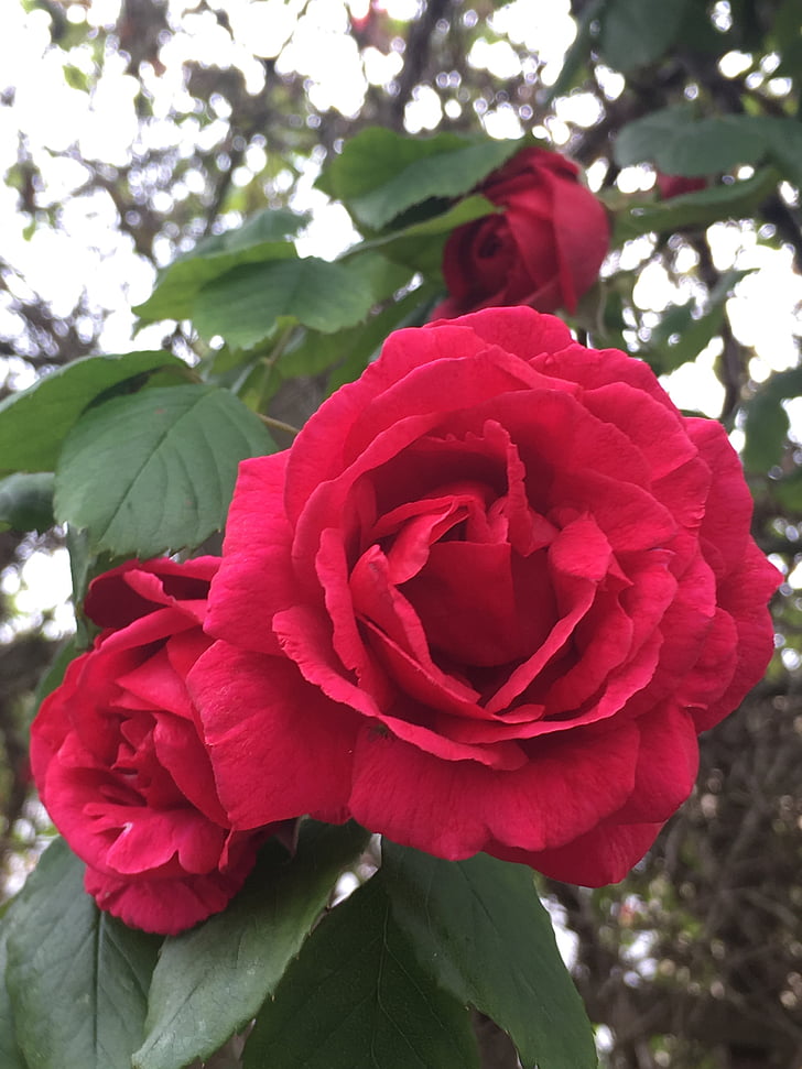τριαντάφυλλο, κόκκινο, κόκκινο τριαντάφυλλο, άνοιξη, το καλοκαίρι, χρώμα, φυτό