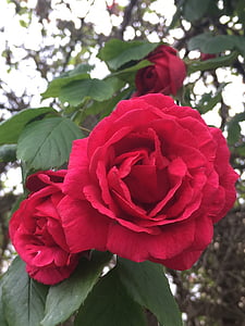 Rose, rdeča, rdečo vrtnico, pomlad, poletje, barva, rastlin