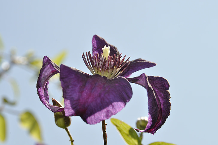 Клематис, фіолетовий, цвітіння, цвітіння, Пурпурна квітка, Анна Ліна artline, Петра söhner