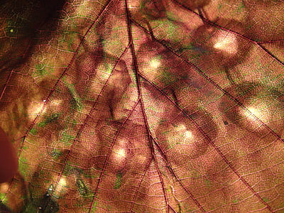 leaf, red, brown, light, reflection, decoration, sparkle