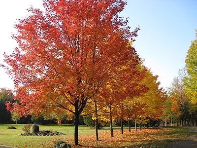 caduta, foglie, arte autunno