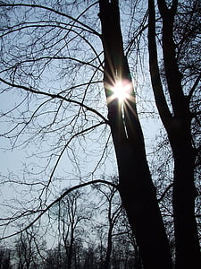 дърво, Слънцето, природата, Есен, пейзаж, светлина, небе