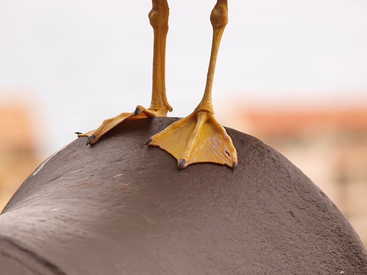 zbraň, vogelfuesse, pták