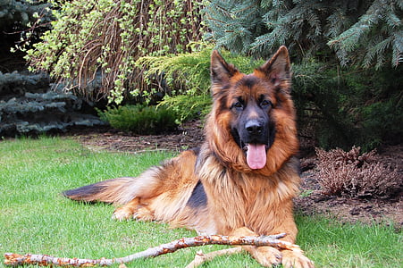 german shepherd, friend, dog, long-haired, grass, lie, smiling