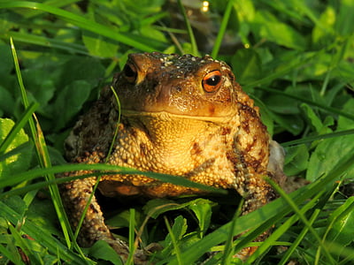 toad, anuran, amphibian, common toad, bufo terrestris, portrait, frog