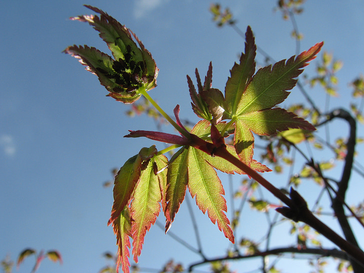 proljeće, Japanski javor, lišće, list
