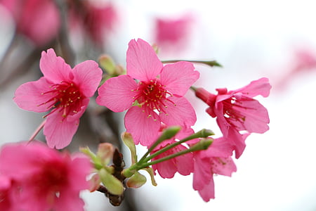 cerisiers en fleurs, âge de Chung cheng lire don fleurs 櫻, salle de lecture de Chung cheng âge