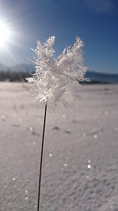 Frost, buz, kar, Kış, doğa, doğal, Aralık