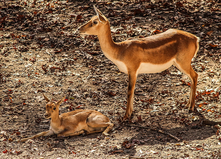 gazelle impala, mother, antelope, africa, calf, animal, wildlife