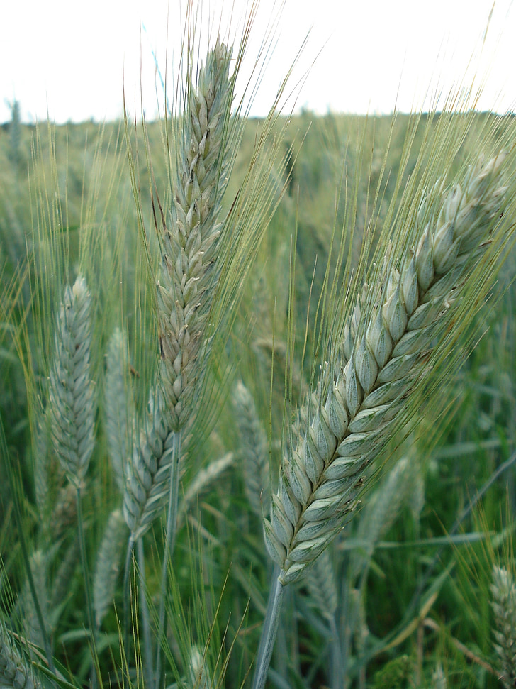 cereals, rye, wheat, bread, nature, nutrition