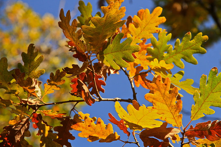 φύλλα, δέντρο, το φθινόπωρο, συμφωνία των χρωμάτων