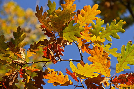 pozostawia, drzewo, jesień, Symfonia kolorów