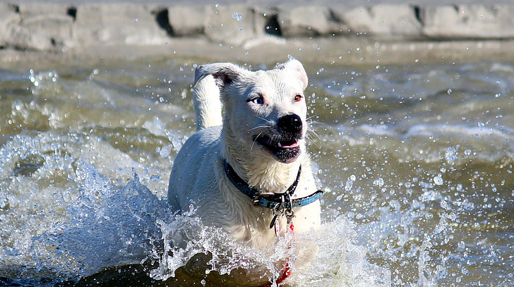kutya, víz, tenger, Beach, szórakozás, víz kutya, játék
