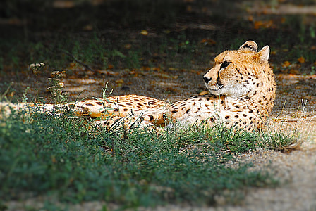 sepatu cheetah, berbaring, kucing, kebun binatang