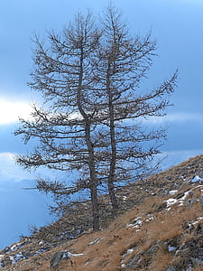 trees, larch, nature, winter