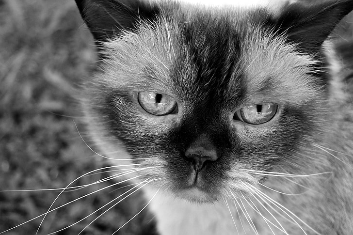 British shorthair, chat, noir et blanc, monde animal, Mieze, chat domestique, fourrure