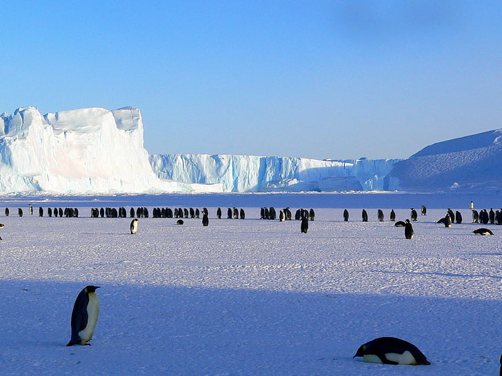 flock, snowfield, animals, cute, nature, Penguins, on ice