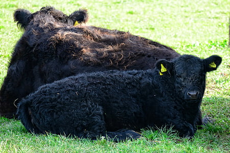 Galloway, naudanliha, maatalous, Karjaa, eläimet, karjan, musta