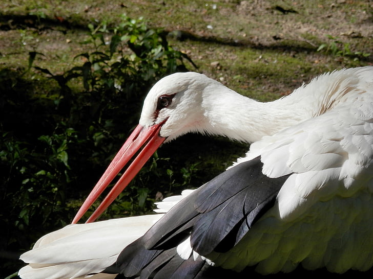 Stork, natur, Rattle stork, fjerdragt, hvid stork, sommer, Bill