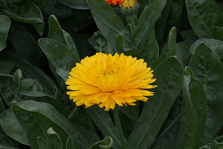 blomst, Alyssoides, gul, natur, anlegget, petal, Sommer