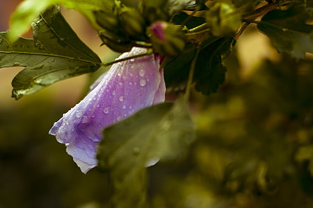 flor, gotas de lluvia, púrpura, gotita, tiempo en, hoja, lluvia
