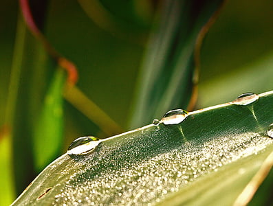 drops, drops of water, rosa, morning dew, after the rain, drops on leaf, illuminated