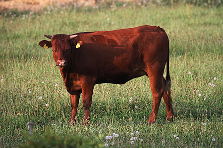 говеждо месо, крава, животните, пасища, едър рогат добитък, природата, рог