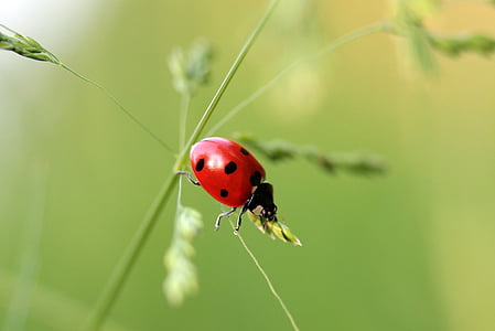 Marienkäfer, Käfer, Coccinellidae, Insekt, Natur, rot, Punkte