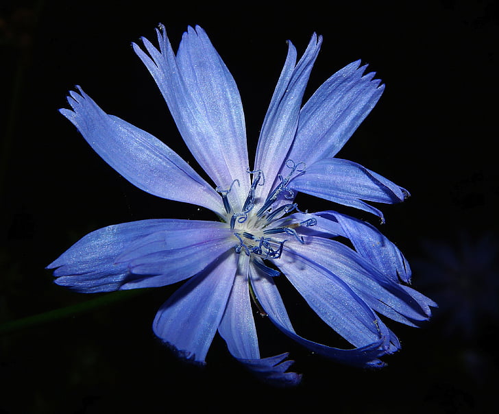 chicory, flower, blossom, bloom, blue, close, summer