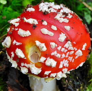 mushroom, red, white dots, autumn, nature