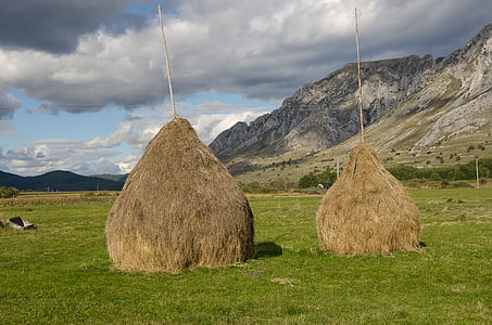 sheaves, hay, campaign, collected, ramet, bale, agriculture