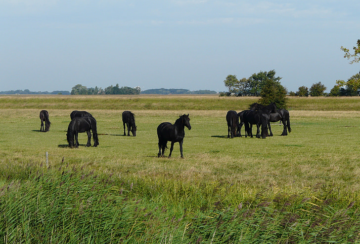 Friesland, kone, Príroda, prírodná rezervácia, pasienky, tráva, vidiek