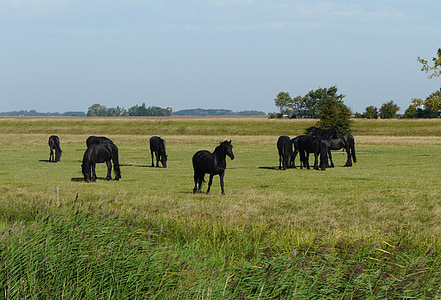 Friesland, konji, priroda, Rezervat prirode, pašnjak, trava, zelenilo
