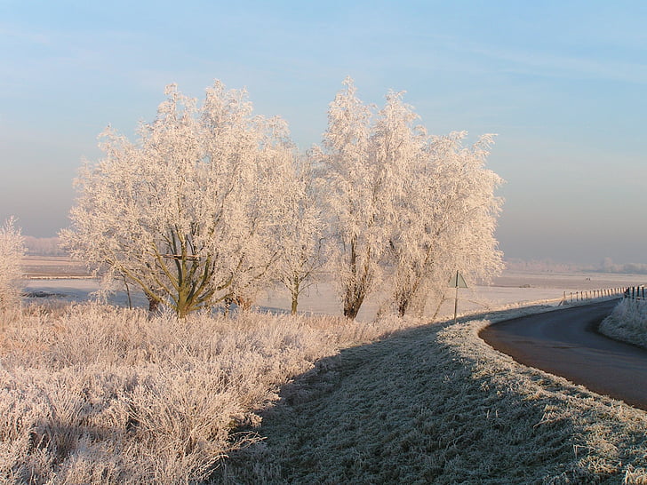 talvi, kypsä, puu, Frost, Dyke, lumi, Luonto