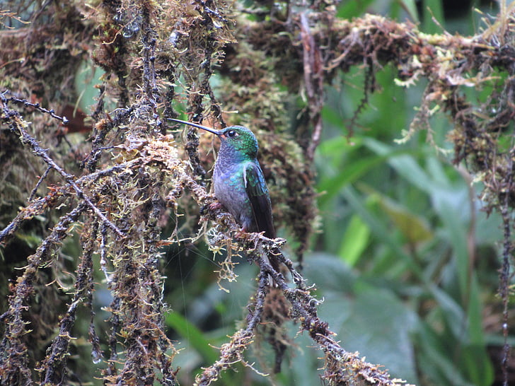 naturen, fågel, vilda, djungel, Ecuador, Humming bird