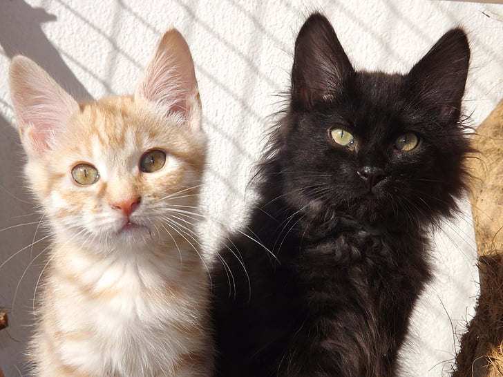 kurilian bobtail, kočka, kotě, Černé kotě, stříbrná červená kočička, savec, zvíře