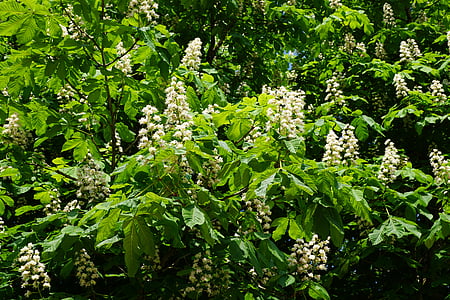 chestnut, tree, nature, blossom, bloom