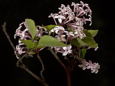 lilac, blossom, bloom, macro, ornamental shrub, fragrant, purple