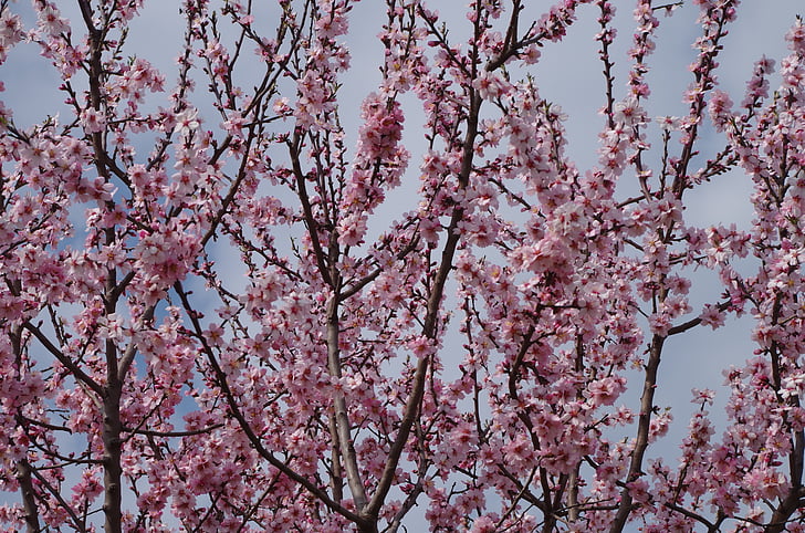 árvore de florescência, Primavera, pêssego