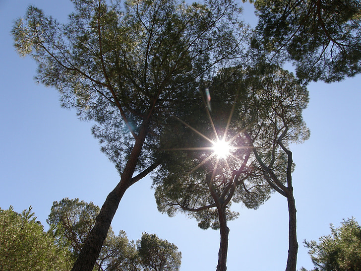 sonce, vrt, narave