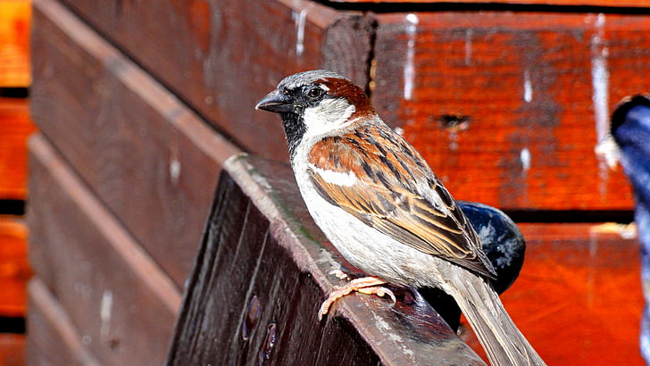 sparrow, Sparrow společné, pták, ptaszę, ptáček, wróbelek, pero