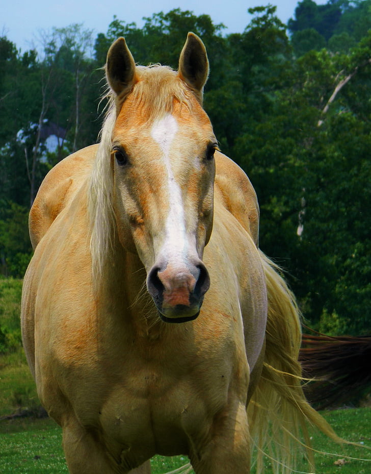 Palomino kuda, American quarter horse, padang rumput