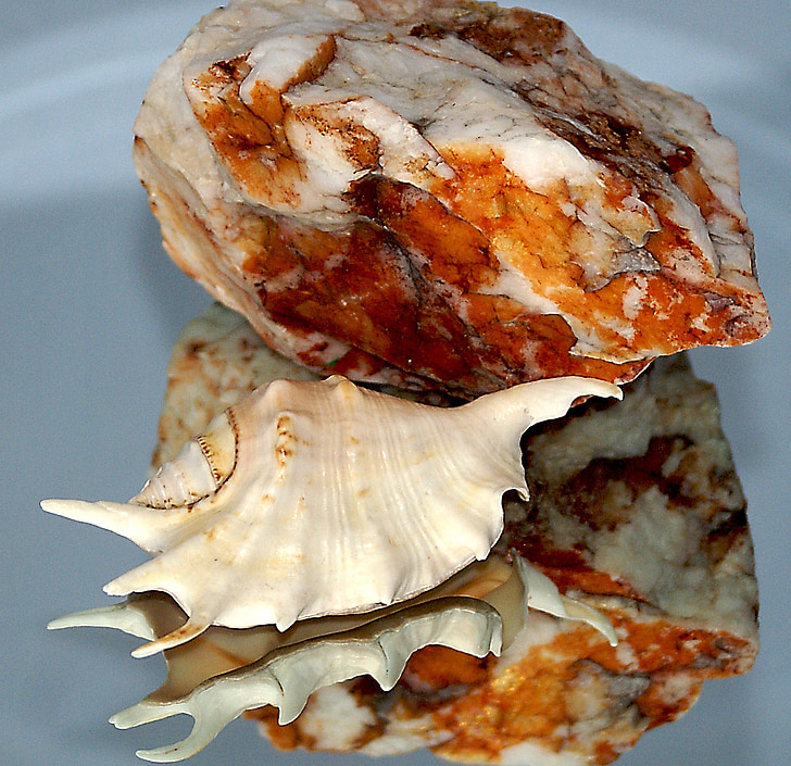 Seashell, Rock, đá, dappled, kết cấu, hoá đơn, sắc thái của