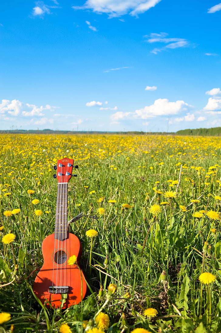 bloem, gitaar, hemel, zomer, ukelele, muziek, muziekinstrument