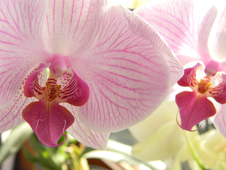 flower, orchids, coloured