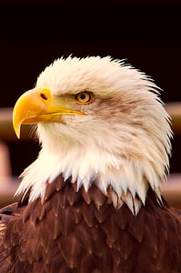 burung, satwa liar, simbol, patriotisme, Majestic, HDR, elang - burung