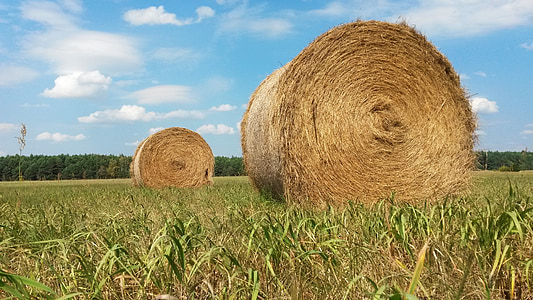 hay, field, nature, farm, summer, agriculture, straw