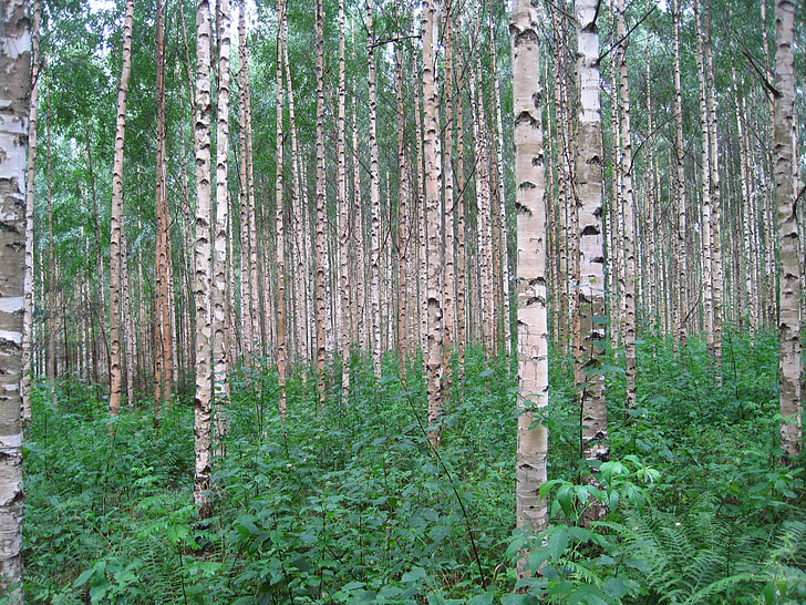 Betula pendula, береза, деревья, Финляндия, лес, Вуд, стволы