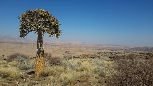 albero faretra, Namibia, Valle delle mille colline, faretra, Africa, deserto, dichotoma