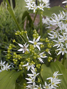 Blume, Garten, weiß, Grün, Frühling, Detail, Natur